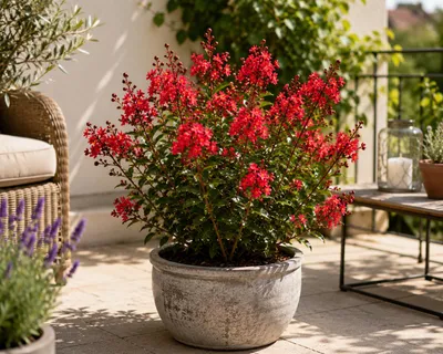 Produktbild von Lagerstroemia indica Petite Red 40–60 cm – Rote Zwerg-Kreppmyrte im 2,5-L-Topf – Flieder des Südens für Garten, Kübel und Terrasse, KI-generiertes Bild