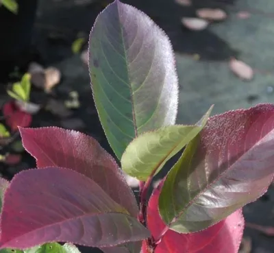 Produktbild von Aronia prunifolia Viking - Schwarze Apfelbeere Viking - 40-60