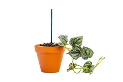 Zdjęcie produktu dla Gardners Philodendron Sodiroi, średnica 9 cm