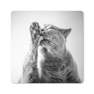 Produktbild von MuchoWow® Mauspad Mousepad Katze leckt ihre Pfote 40x30 cm - Mousepads - Maus Mat - Pad - Mausunterlage - Anti Rutsch