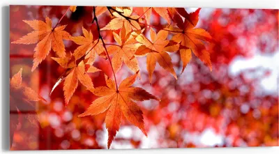 Produktbild von DEQORI Glasbild Echtglas 60x30 cm 'Herbstblattglanz' Wandbild Bild modern Deko
