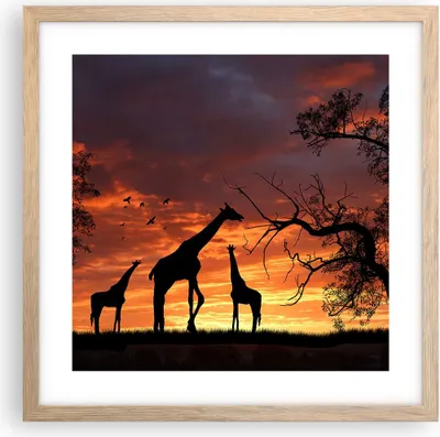 Produktbild von Gerahmtes Poster - Rahmen in heller Eiche - Giraffe Afrika Sonne Safari - 40x40 cm - Wand Bild - Wanddeko - Wandbilder - Wandposter - Bilderrahmen - Bilder - Kunstdruck - Wandbild - P2NAC40x40-0507