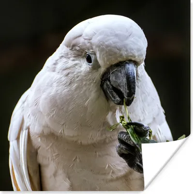 Produktbild von MuchoWow® Poster Ein fressender Kakadu 30x30 cm - Wandposter - Printing