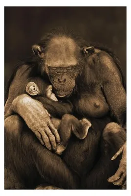 Immagine prodotto di Motherhood - Scimmia - 61x91,5 cm - Poster