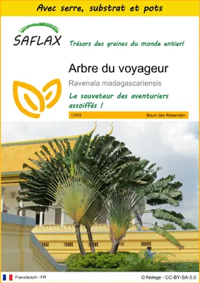 Image de SAFLAX Ensemble de culture - Arbre du voyageur - 8 graines - Ravenala