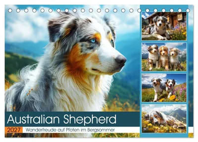 Produktbild von Australian Shepherd. Wanderfreude auf Pfoten im Bergsommer (Tischkalender 2027 DIN A5 quer), CALVENDO Monatskalender