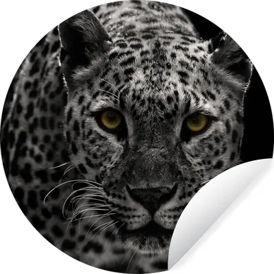 Produktbild von MuchoWow® Runde Wandtattoo - Wandsticker Tapete Aufkleber Leopard - Schwarz - Weiß Ø 80 cm Selbstklebend und Repositionierbar - Wandaufkleber - Kreis - Mauerkreis - Wand Bilder - Wandsticker - Wohnzimmer Dekoration - Dekoration für die Wände - Aluminium - Babyzimmer
