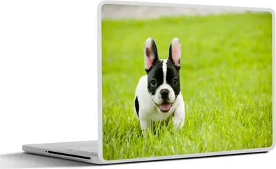 Produktbild von MuchoWow® Laptop Aufkleber Sticker Cover Französische Bulldogge - Welpe - Gras 40x30 cm - Laptop Dekoration - Selbstklebend
