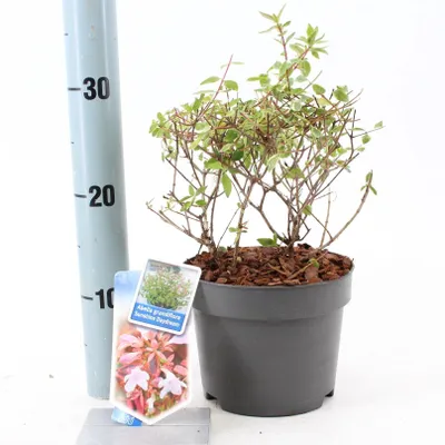 Image de Abelia grandiflora Sunshine Daydream ('Abelops'PBR) - Abélia | 25-30 cm en pot