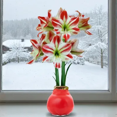 Immagine prodotto di Amaryllis in cera Charme - 1 bulbo di amaryllis - Bulbo di amaryllis in cera, formato grande 30/32 - Piante vere ed esclusive, provenienti dai Paesi Bassi - Hippeastrum (non semi, non artificiale)