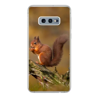 Produktbild von MuchoWow® Handyhülle Schutzhülle Hülle für Samsung Galaxy S10e Eichhörnchen - Baumstamm - Wald Silikon Softcase Handy Hülle - Handy