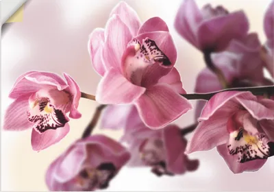 Produktbild von ARTland Wandbild, selbstklebend Rosa Orchidee Größe: 100x70 cm