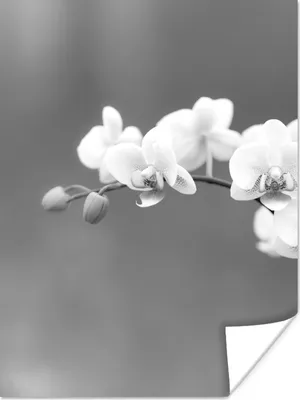 Produktbild von MuchoWow® Poster Orchidee - Blumen - Pflanze - Weiß - Lila 120x160 cm - Wandbilder