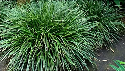 Produktbild von Stauden Gänge 3 x Carex morrowii 'Irish Green' im 1 Liter Topf - Grüne Japan Segge - Frisches Grün für lebendige Gartenträume