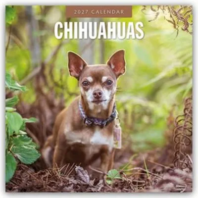 Produktbild von Chihuahuas - Chihuahua 2027 - 16-Monatskalender