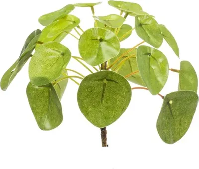 Produktbild von Pilea Mini Bush 13cm
