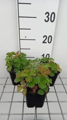 Produktbild von 6 x  Potentilla megalantha ( fragiformis) - Fingerstrauch - Topf 9 x 9 cm