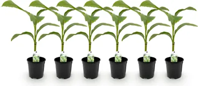 Produktbild von GreenboutiQ - Obstpflanze - Bananenpflanze - Musa Basjoo - Winterhart - 6 Pflanzen - Topf 17cm Höhe 40cm