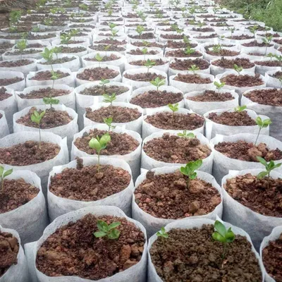 Productafbeelding van Biologisch Afbreekbare Zaaitrays voor Planten (100 Stuks)