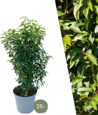 Produktbild von Plants by Frank | 25 Große Portugiesischer Kirschlorbeer Pflanzen für 10 laufende Meter Hecken | ↨ 80-100 cm im 12 Liter Topf | Prunus Angustifolia