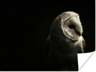 Produktbild von MuchoWow® Poster Eule - Vogel - Porträt 160x120 cm - Foto Plakat