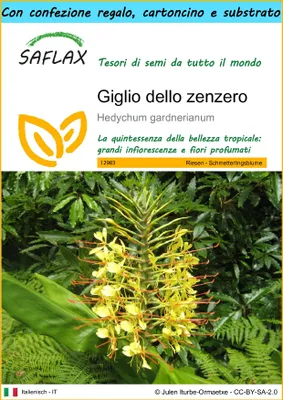 Immagine prodotto di SAFLAX Set regalo - Giglio dello zenzero - 10 semi - Hedychum