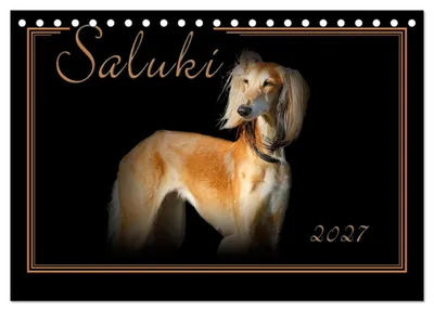 Immagine prodotto di Saluki 2027 (calendario da tavolo 2027, formato DIN A5 orizzontale), calendario mensile CALVENDO