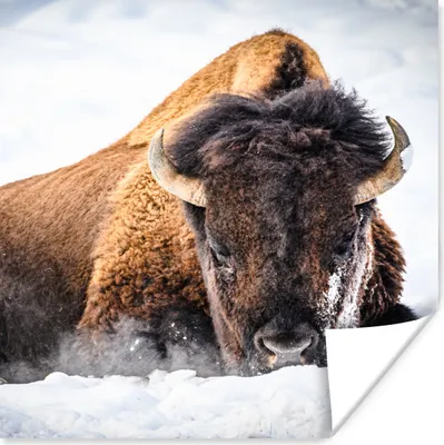 Produktbild von MuchoWow® Poster Amerikanische Bisons im Winter 75x75 cm - Wand Dekoration