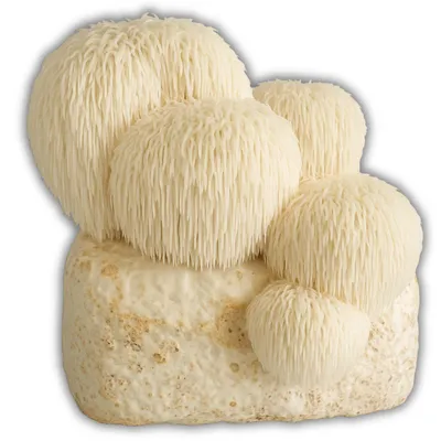 Produktbild von Hawlik Pilzbrut  Hericium-Kultur – Pilz des Jahres 2026, Pilzzuchtset Igelstachelbart, , +10 bis +18°C