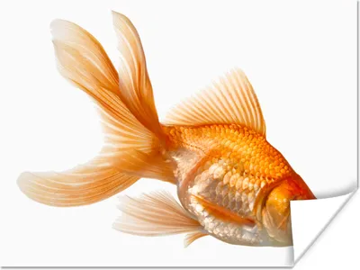 Produktbild von MuchoWow® Poster Goldfisch - Weiß 120x90 cm - Wandbild