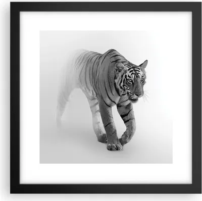 Produktbild von Gerahmtes Poster - Schwarzer Rahmen - Tiger Monochrom Porträt - 30x30 cm - Wand Bild - Wanddeko - Wandbilder - Kunstposter - Wandposter - Bilderrahmen - Bilder - Kunstdruck - P2BAC30x30-4626