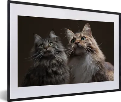 Produktbild von MuchoWow® MuchoWow® Gerahmtes Poster Zwei süße Maine Coon Katzen 60x40 cm - Poster mit zchwarzem Bilderrahmen - Schlafzimmer - Plakat in Rahmen - Drucken