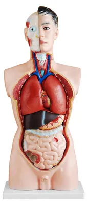 Obrázek produktu pro Anatomický model trupu, 85 cm, výukový model, detailní model lidského těla z PVC s vyjímatelnými orgány pro školy, studium a výuku anatomie