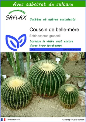 Image de SAFLAX  - Coussin de belle-mère - 40 graines - Avec substrat - Echinocactus