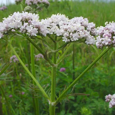 Image de 6 x Valériane - Valeriana officinalis | Pot 9cm x 9cm