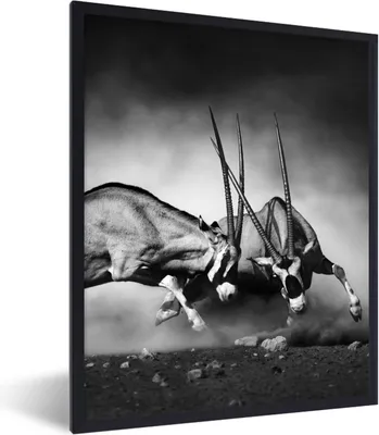 Produktbild von MuchoWow® Gerahmtes Poster Antilope - Schwarz und weiß - Porträt - Wildtiere - Tiere 60x80 cm - Poster mit Schwarzem Bilderrahmen Wandposter Rahmen Foto Bilder - Premium - Wanddeko Wohnzimmer