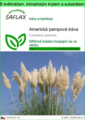 Obrázek produktu pro SAFLAX Garden to go - Americká pampová tráva - Cortaderia selloana - 200 Semena - S květináčem, klimatickou poklicí a pěstebním substrátem