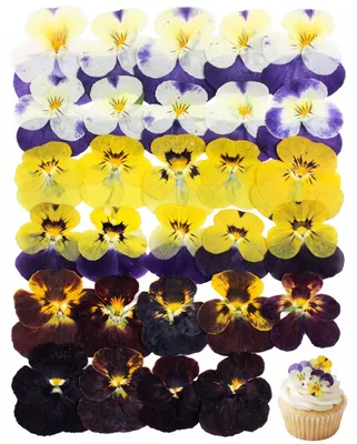 Essbare gepresste Viola-Blüten, 30 Stück, 6 Sorten, Mix