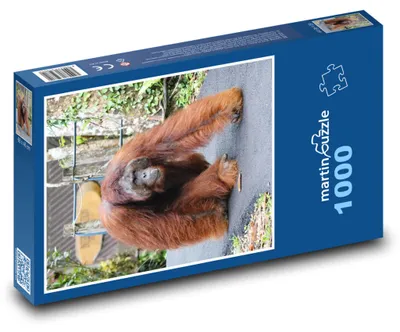 Obrázok produktu pre Puzzle 1000 Orangután v divočine - martinpuzzle