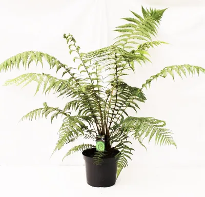 Obrázok produktu pre Stromový papraď cca 120 cm Dicksonia antarktica – pozostatok z praveku