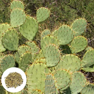 Obrázek produktu pro Semena Opuntia Dulcis - balení 5 ks - Mrazuvzdorná do -20 °C - Opuncie sladká - Kaktus