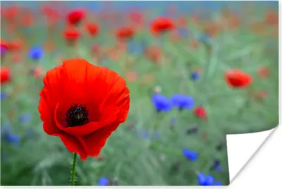 Produktbild von MuchoWow® Poster Lila und rote Mohnblumen auf einer Wiese 120x80 cm - Bilder