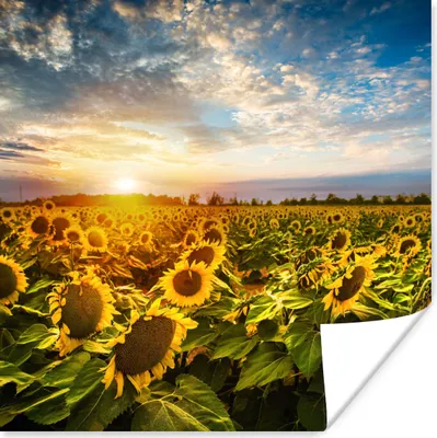 Produktbild von MuchoWow® Poster Blumen - Sonnenblume - Himmel 100x100 cm - Babyzimmer