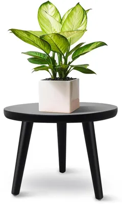 Image de Support pour plantes en bois, rond, noir, 22x28 cm, comme pot de fleurs ou comme tabouret