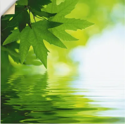 Produktbild von ARTland Wandbild, selbstklebend Grüne Blätter reflektieren im Wasser Größe: 40x40 cm