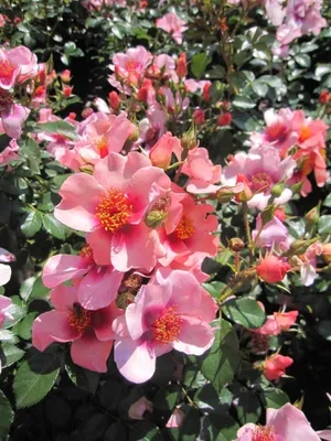 Produktbild von Rosa orienta Shila ® - Beetrose orienta Shila ® - Tantau Rose
