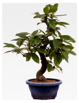 Produktbild von Bonsai - Pseudocydonia sinensis, Holzquitte