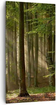 Produktbild von Bild auf Leinwand - Leinwandbild - Wald Baum Natur - 55x100cm - Wand Bild - Wanddeko - Wandbilder - Leinwanddruck - Bilder - Kunstdruck - Wanddekoration - Leinwand bilder - Wandkunst - PA55x100-3628