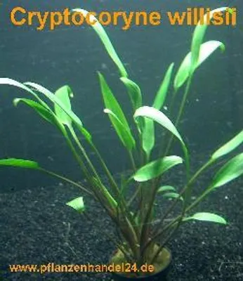 Produktbild von 5 Töpfe Cryptocoryne willisii, Wasserpflanzen