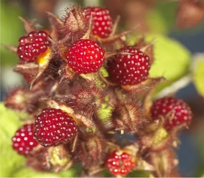 Produktbild von Japanische Weinbeere 60-70 cm Rubus phoenicolasius